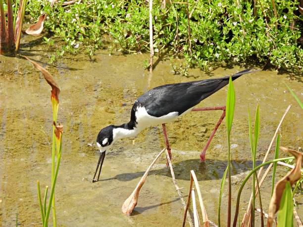 istock Black-necked Stilt (Himantopus mexicanus) foraging in the wetlands 1323951251