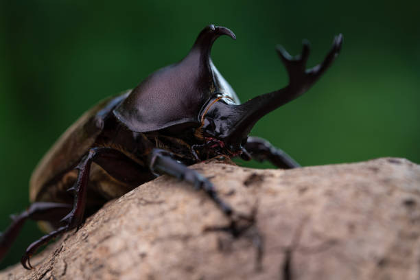 istock Japanese Rhinoceros Beetle 1323952605