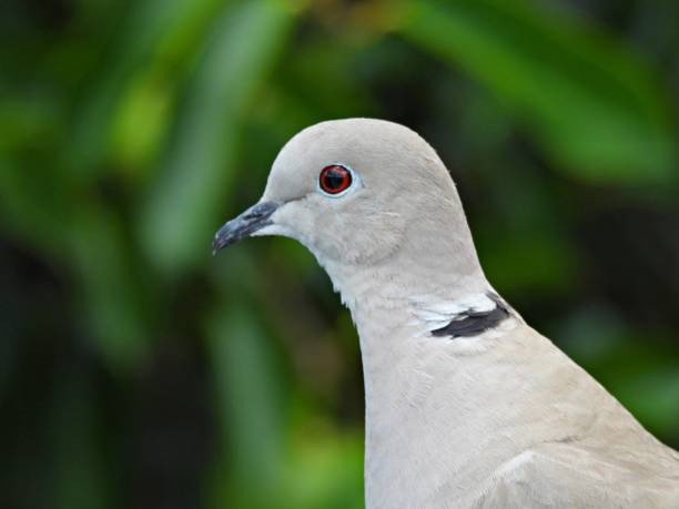 istock Eurasian Collared Dove (Streptopelia decaocto) - portrait 1323952638