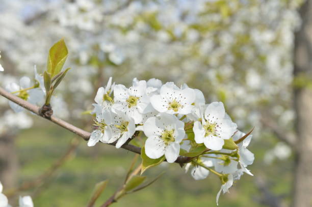 istock Pear flower in full bloom in spring 1323958023
