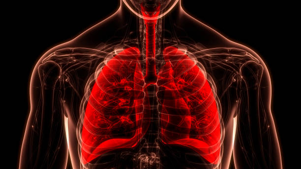 istock Human Respiratory System Lungs Anatomy 1323958185