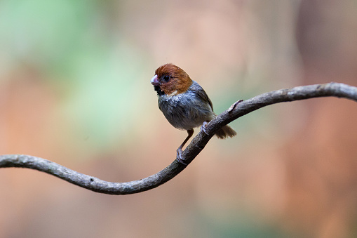 Beautiful adult Short-tailed parrotbill, uprisen angle view, front shot, perching on the curve vine in the nature of tropical moist lowland forest, Phu Suan Sai National Park, northeastern Thailand.