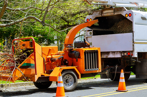 Wood chipper tree branches loaded cut green tree branches in urban neighborhood.