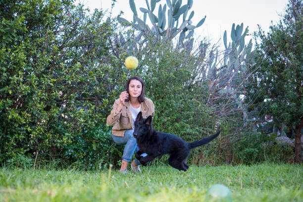 woman throws a ball for her dog to chase - playing catch imagens e fotografias de stock