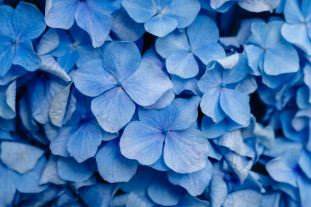 istock Hydrangea in rainy season early June. 1323961951