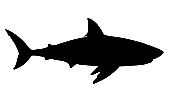 Shark silhouette on a white background. Side view. Vector illustration.