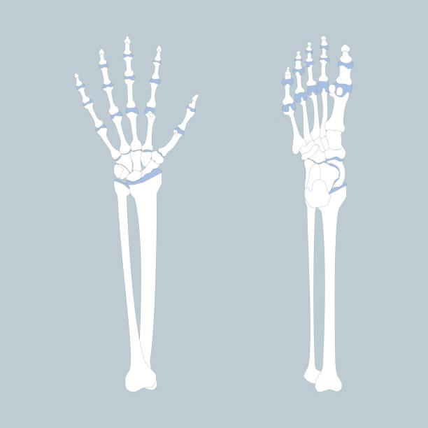 illustrations, cliparts, dessins animés et icônes de os de la main et du pied avec bras et jambe, anatomie, organes internes corps partie soins de santé orthopédiques - talus