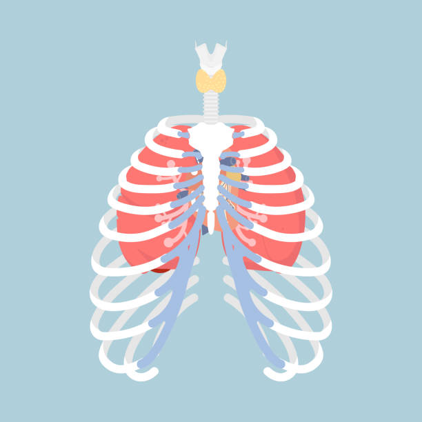 anatomy of human rib cage with lungs and human heart, internal organs body part orthopedic health care anatomy of human rib cage with lungs and human heart, internal organs body part orthopedic health care, vector illustration cartoon flat character design clip art of rib cage stock illustrations