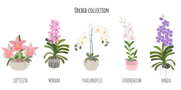 illustrazioni stock, clip art, cartoni animati e icone di tendenza di minimal purple vanda bouquet corona cornice collezione isolata su sfondo bianco - moth orchid