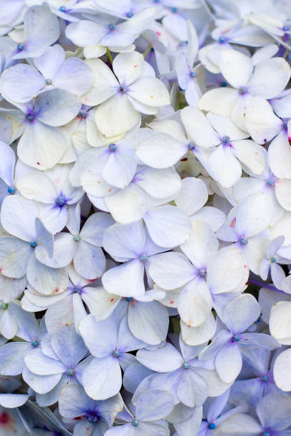 percorso di ritaglio dell'ortensia - hydrangea gardening blue ornamental garden foto e immagini stock