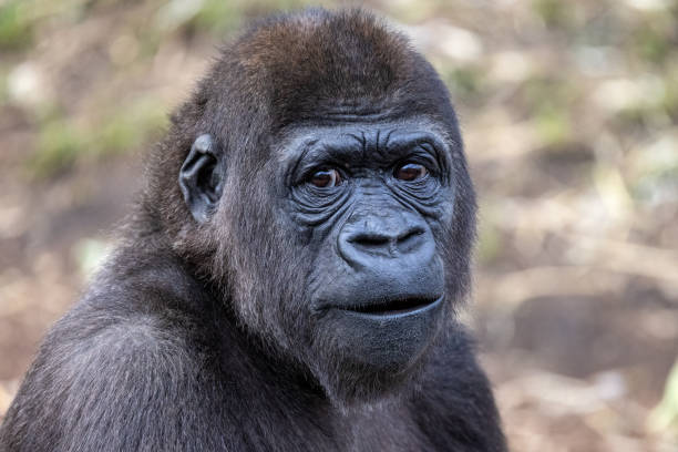 western lowland gorilla - gorilla zoo animal silverback gorilla imagens e fotografias de stock