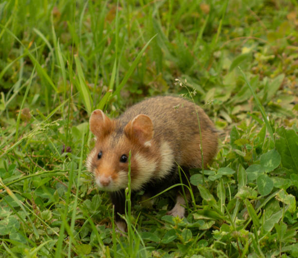 istock Field hamster in the wild 1323972839
