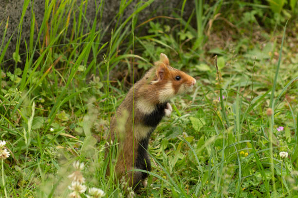 istock Field hamster in the wild 1323972869