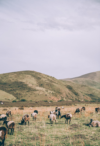 Herd of white goats grazing on green hills pyrenees french mountains near lake blue