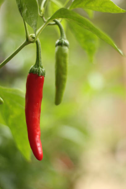 istock Cayenne Peppers Growing in Outdoor Garden 1323975652