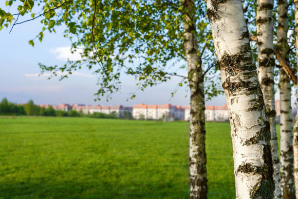 istock Birches in the city 1323975927