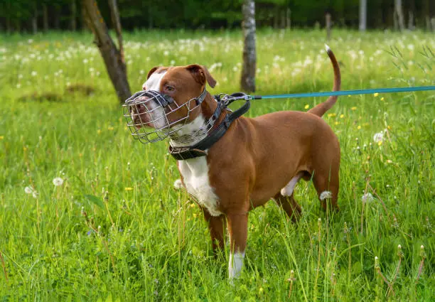 A dog in a metal iron muzzle with a blue leash and a black leather collar on a background of green grass
