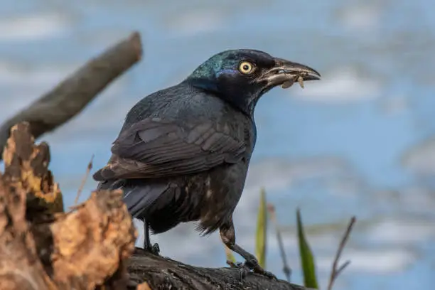 Photo of Common grackle feeding on insects along the Huron river