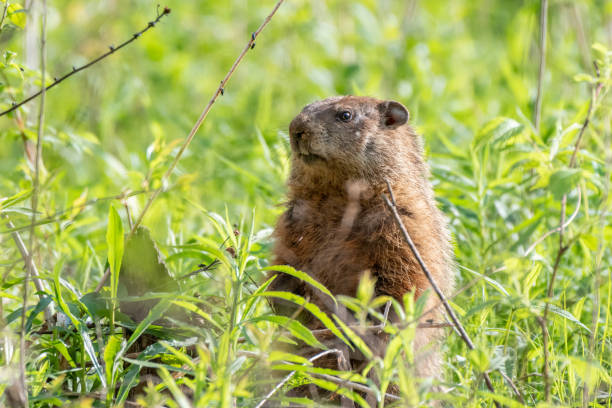 istock groundhog also known as woodchuck on the lookout 1323976783