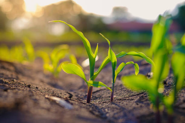 istock Corn or Maize in agricultural field and light sun shines in sunset 1323978593