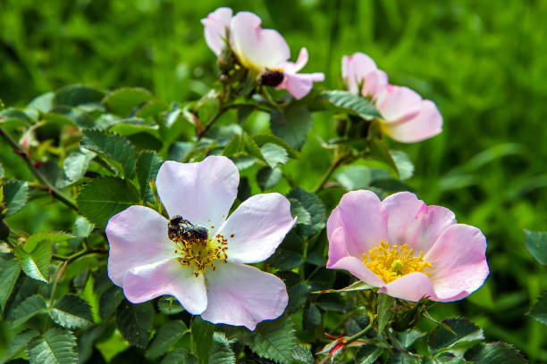 Blooming wild rose hips in the forest. Blooming wild rose hips in the forest. A couple of insects are sitting on the nearest flower. wild rose hip stock pictures, royalty-free photos & images