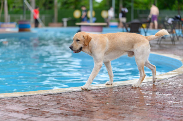 istock Labrador retriever walking by the pool 1323979941