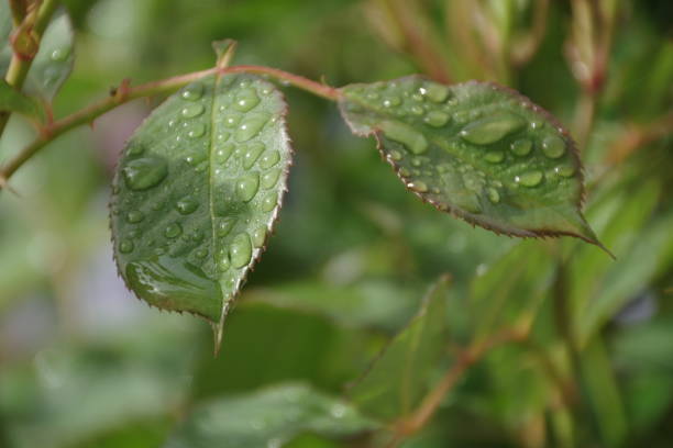 Photo of Raindrops on Roses -  Exceptionally detailed macro study of an English  rose in bloom after summer rain showers. June 2021