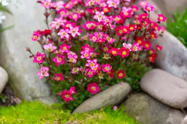 Red spring flowers of saxifraga × arendsii blooming in rock garden, close up