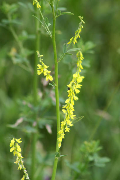 Yellow sweet clover selective focus close-up view
