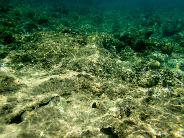 istock Underwater view of sea with  stones and algae 1323982852