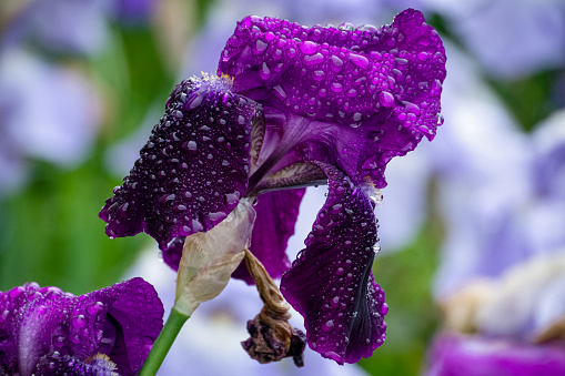 An exceptionally detailed series of three images in Ultra High Definition, Macro (extreme close-up) of Iris Siberica and a bearded Iris in bloom after a summer rain storm in a domestic garden flower bed in Thaxted, England in June 2021. The raindrops cling to the petals in individual form, in all shapes and sizes, seemingly in defiance of gravity. The differential focus and the perfect colour balance are the result of the unique 115 multi-focal point controller and the brand new light sensor in the latest Pentax K3 MkIII camera which provides the ultimate in clarity and definition. The first image is of a dark purple bearded iris appearing to be almost in suspended animation against a background of blurred out pale purple, or mauve irises from the same family. The translucent nature of the raindrops on the petals and the clarity of the image are exceptional.