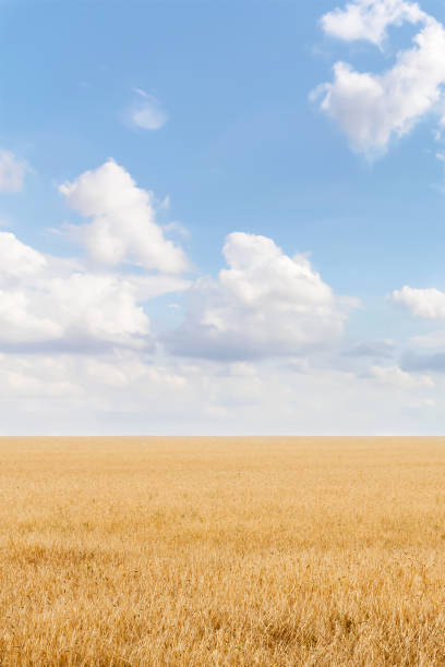 istock Summer landscape with grain field and blue sky with clouds. Ukraine 1323985064