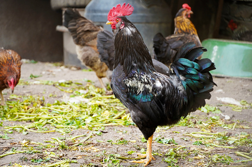 Dark Colorful Rooster is in a chicken coop. Cock and chickens.