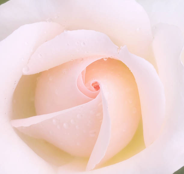 A beautiful pink rise in close up.