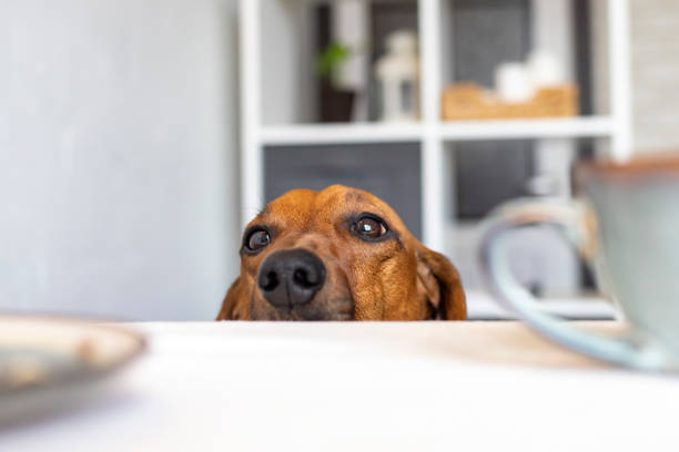 istock A funny dachshund dog looks at the dining table while no one sees it. 1323989384