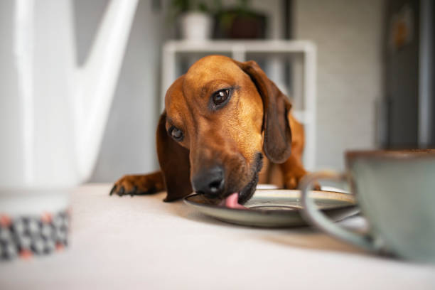 istock Funny dachshund dog eats from a plate on the kitchen table while no one sees. 1323989385