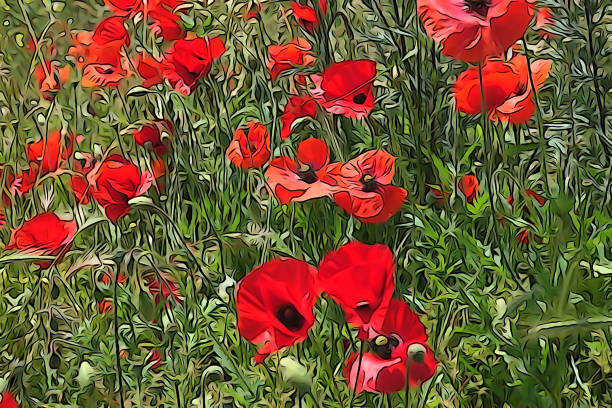 Red poppies