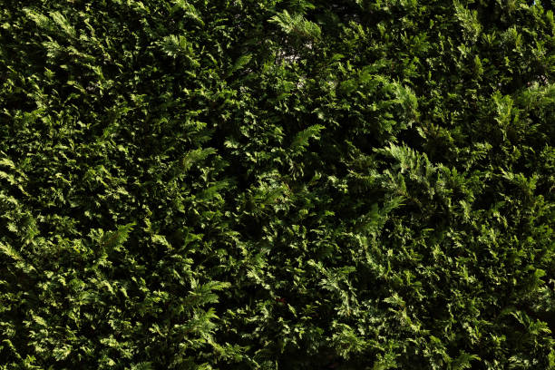 istock Part of a green hedge 1323990334