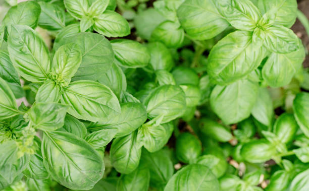 istock fresh basil in the garden or greenhouse 1323990631