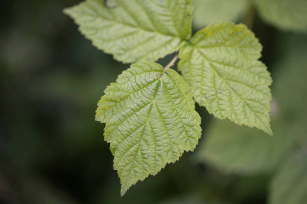 istock green plant background and plant structure usable as graphic background or decoration 1323991011