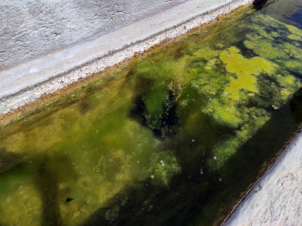istock algae formed in the water, green algae formed in the fountain pool, 1323991999