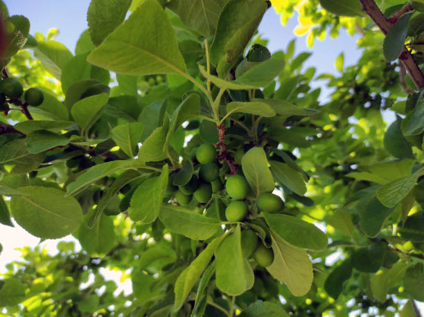 istock fresh and raw green plums, fruits on the plum tree, 1323992015