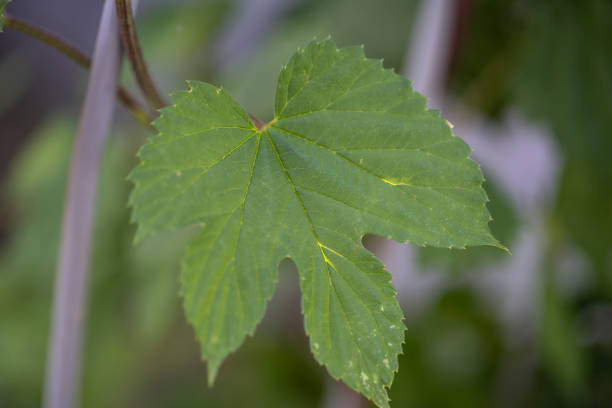 Hops being grown on a field - necessary ingredient for beer brewing