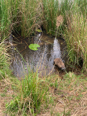 The coypu, also known as the nutria, is a large, herbivorous, semiaquatic rodent.