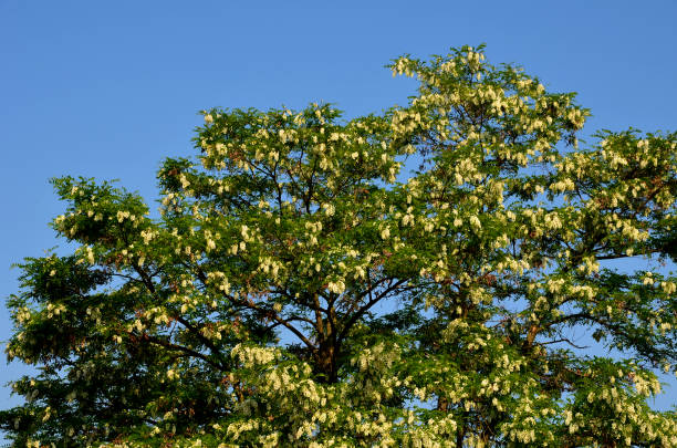 istock old multi-stemmed acacia tree in winter sunset without leaves. The tree is bringing wood to the posts into the vineyards. in summer it blooms white and is a lover of bees 1323993962
