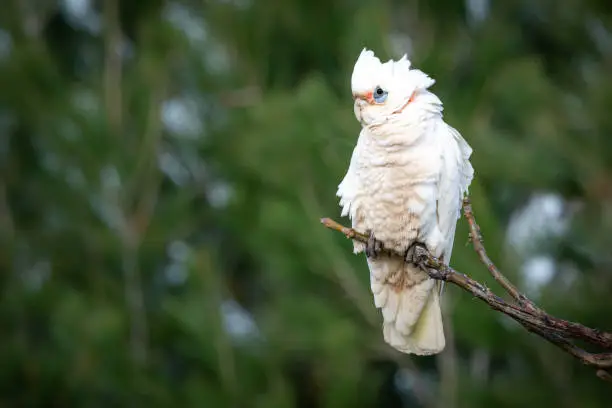 Little Corella, Blue-eyed Cockatoo perched in natural environment and seperated from background by shallow depth of focus. Mud stained feathers from foraging on the wet ground. Australian native Cockatoo.