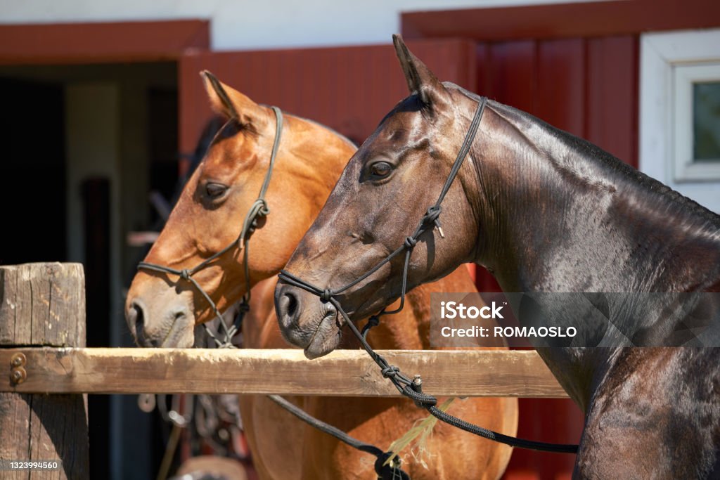 Two polo ponies, Østfold Viken County Norway Polo ponies with roached mane and forelock Polo Stock Photo