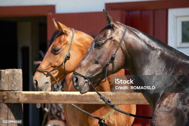 Two Polo Ponies Østfold Viken County Norway Stock Photo - Download Image Now - Polo, Horse, Pony