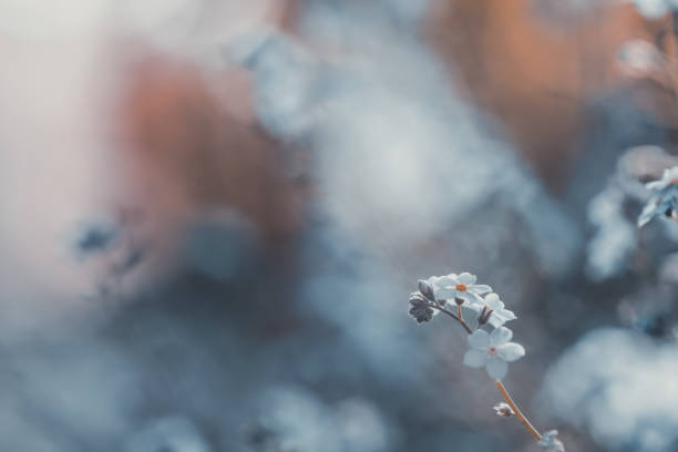 istock Forget-me-not (Myosotis) flowers blooming 1323994893