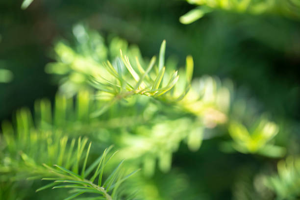 green plant background and plant structure usable as graphic background or decoration, concept of green and different green colors in summer